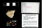 Foto (Objekt + Etikett) von Pithonoton marginatum (von Meyer, 1842)  (NHMW-GEO-2014-0194-0881)